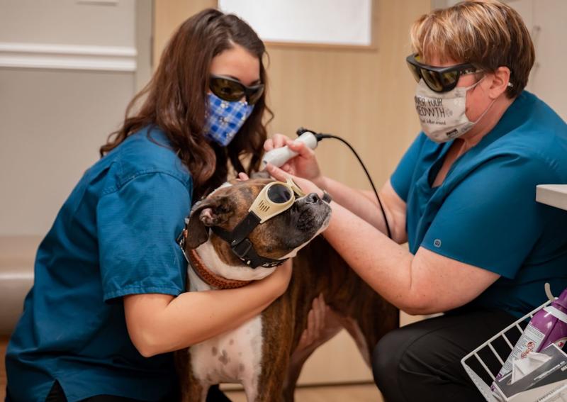 Carousel Slide 8: South Bend Dog Laser Therapy